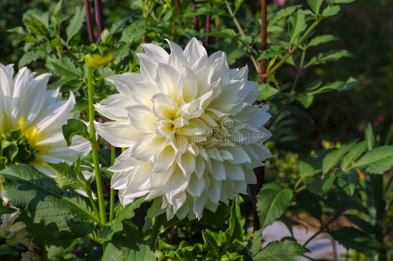 Dahlia Flower Variety Sheila Mooney Stock Photo Image of blossom