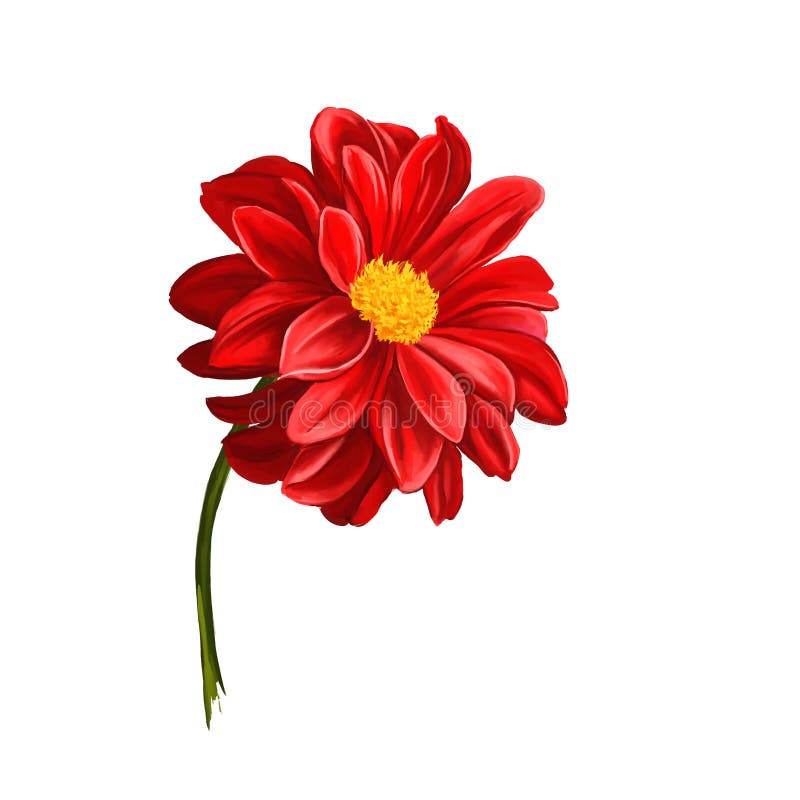 Dahlia flower vector illustration hand drawn stock illustration Dahlia flower vector illustration hand drawn stock illustration
