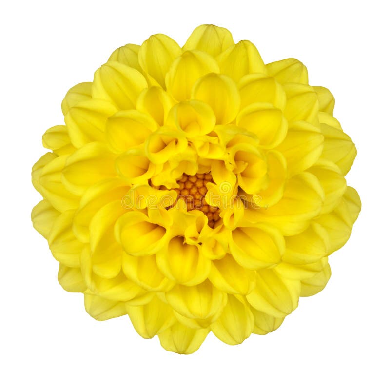 Dahlia Flower Yellow Petals Isolated On White Stock Image Image 22465375
