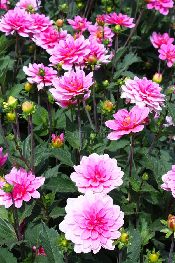 9,568 Dahlia Plants Stock Photos - Free & Royalty-Free Stock Photos from  Dreamstime