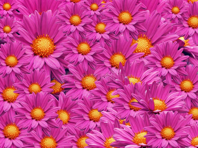 Dahlia flowers background