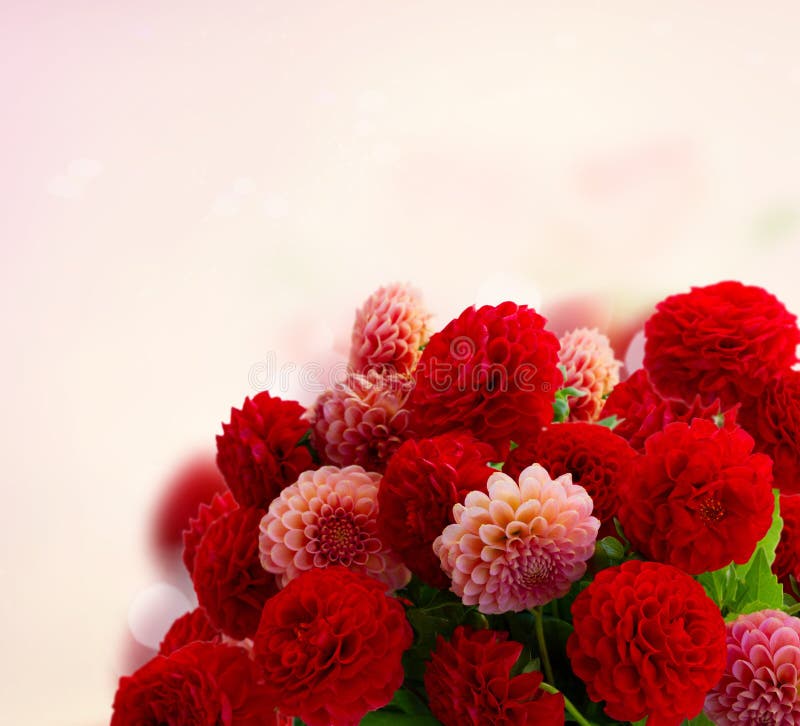 Dahlia flowers bouquet stock image. Image of flowers - 125769893
