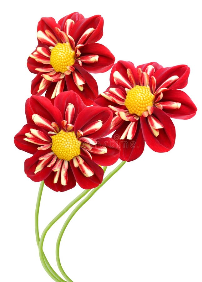 Magenta and Red Colored Dahlia Flowers Isolated on White Background. Magenta and Red Colored Dahlia Flowers Isolated on White Background