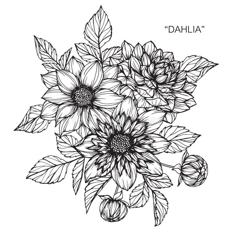 La dalia florece el dibujo ilustración del vector. Ilustración de hoja