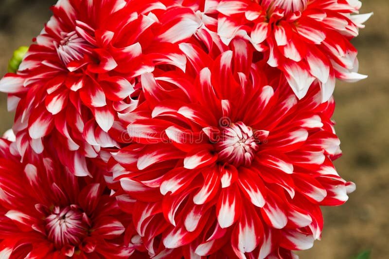 Dahlia flowers red white stock image. Image of bloom 174065573