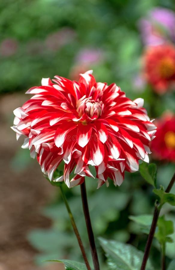 Flor Gigante Da Dália Em Uma Placa Foto de Stock - Imagem de vermelho,  placa: 21291836