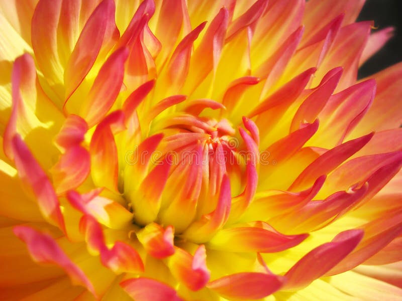 Dahlia Glow