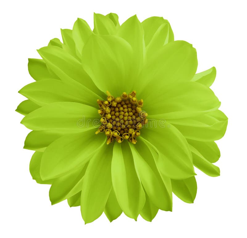 Dahlia Green-yellow Flower on a White Isolated Background with Clipping  Path. Closeup No Shadows. Garden Flower Stock Photo - Image of beauty,  decoration: 109559670