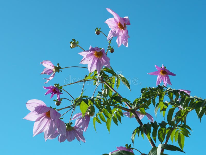 Dahlia imperialis Roezl ή tree dahlia ή γιγαντιαία dahlia ή Asteraceae με γαλάζιο ουρανό το χειμώνα στοκ εικόνες Dahlia imperialis Roezl ή tree dahlia ή γιγαντιαία dahlia ή Asteraceae με γαλάζιο ουρανό το χειμώνα στοκ εικόνες