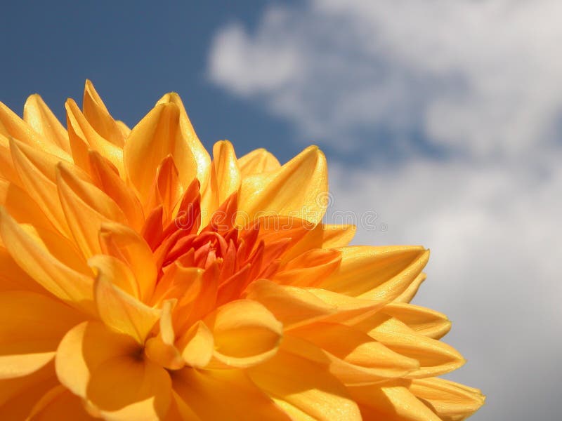 Dahlia jaune photos libres de droits Dahlia jaune photos libres de droits