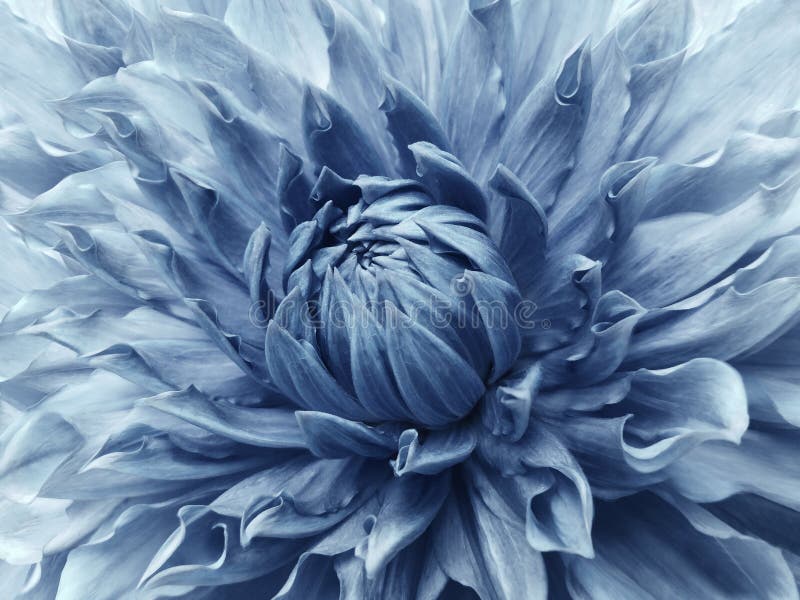 Dahlia light blue flower. macrocomandă. floare mare motley. fundal dintr-o floare. royalty free stock photography