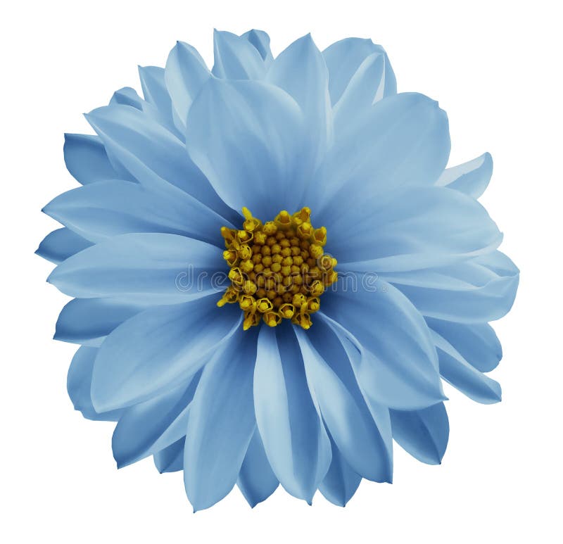 Dahlia Light Blue Flower on a White Isolated Background with Clipping Path.  Closeup No Shadows. Garden Flower Stock Image - Image of herb, floral:  109559727