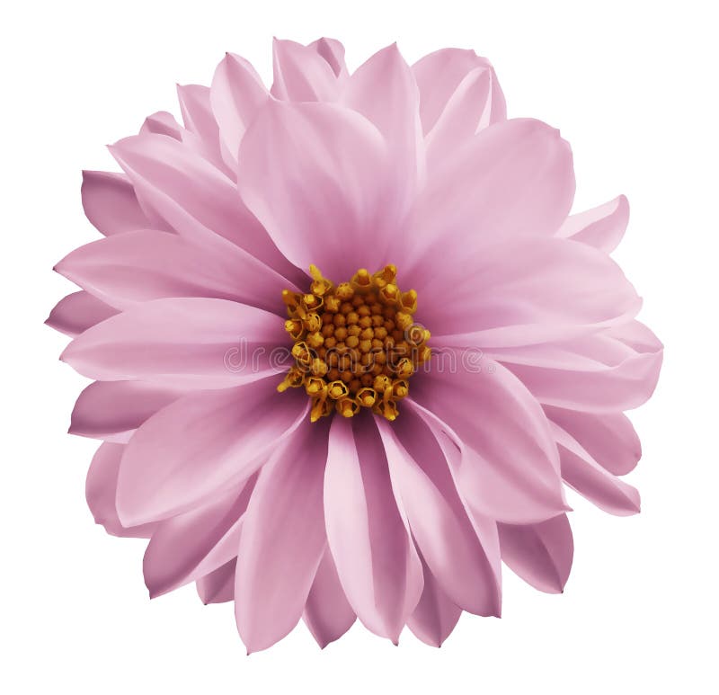 Dahlia light pink flower on a white isolated background with clipping path. Closeup no shadows. Garden flower.