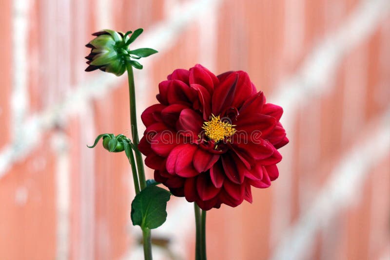 Dahlia Plante Vivace Tuberculeuse Herbacée Tubéreuse Avec Grande Fleur Rouge  Foncé Entièrement Ouverte Contenant De Multiples Cou Photo stock - Image du  tête, été: 159747062