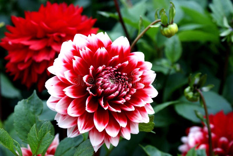 Dahlia red and white