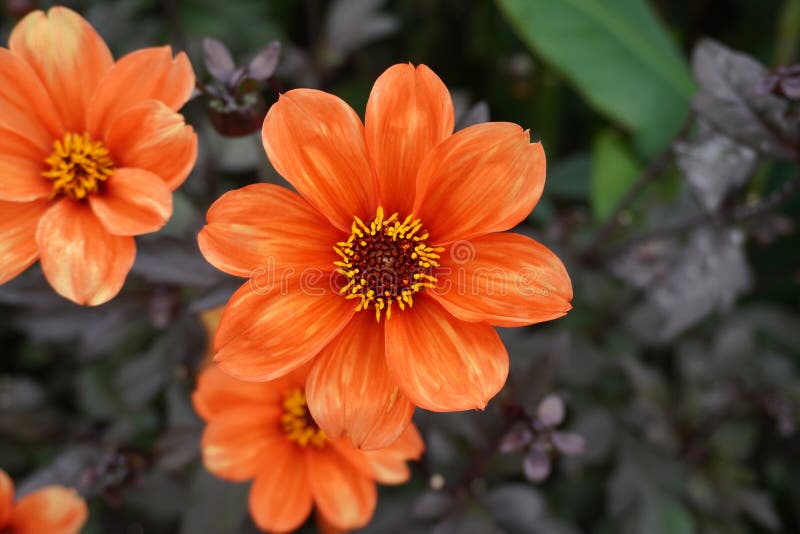Dahlia in the sun stock image. Image of colour 257267809