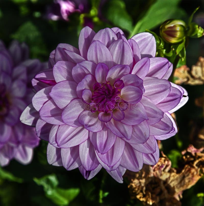 De dalia en jardín.