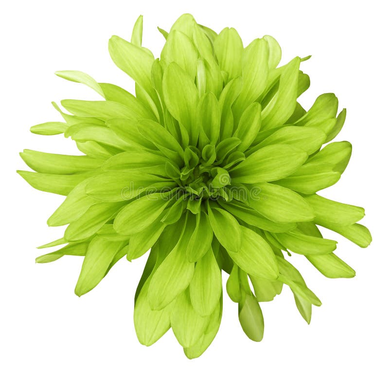 Dahlia yellow-green flower white background isolated with clipping path. Closeup. with no shadows. stock image Dahlia yellow-green flower white background isolated with clipping path. Closeup. with no shadows. stock image