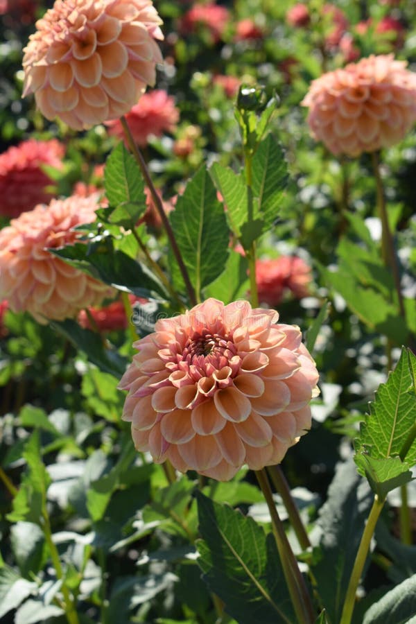 Dahlia variety `Blah Blah Blah` in bloom in a field of blooming dahlia`s. Dahlia variety `Blah Blah Blah` in bloom in a field of blooming dahlia`s