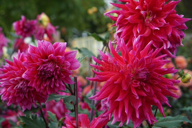 Dahlia δράκος βασίλισσα ροζ εντυπωσιακά άνθη στοκ φωτογραφίες με δικαίωμα ελεύθερης χρήσης
