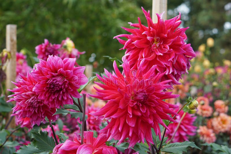 Dahlia δράκος βασίλισσα ροζ εντυπωσιακά άνθη στοκ φωτογραφία με δικαίωμα ελεύθερης χρήσης