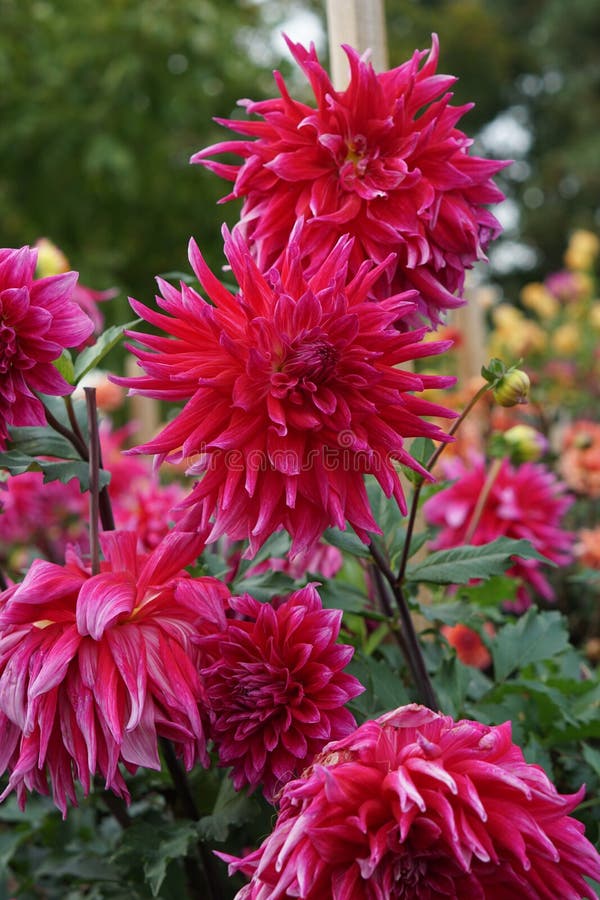 Dahlia δράκος βασίλισσα ροζ εντυπωσιακά άνθη στοκ εικόνες με δικαίωμα ελεύθερης χρήσης