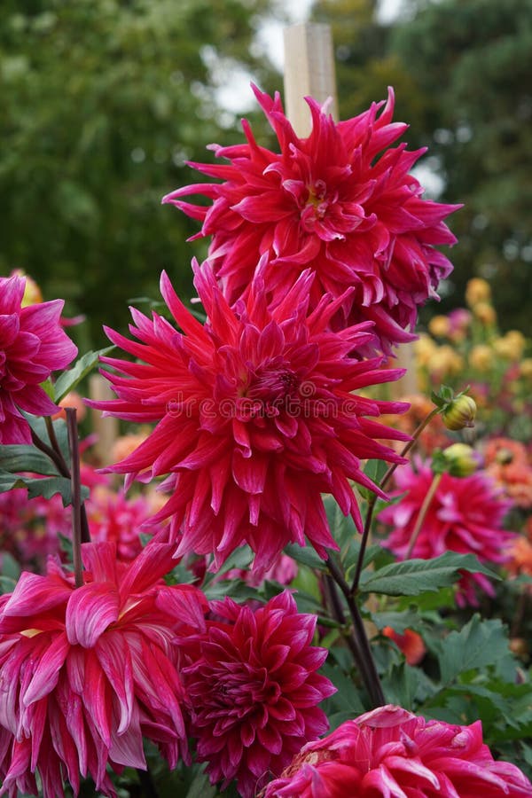 Dahlia δράκος βασίλισσα ροζ εντυπωσιακά άνθη στοκ φωτογραφίες με δικαίωμα ελεύθερης χρήσης
