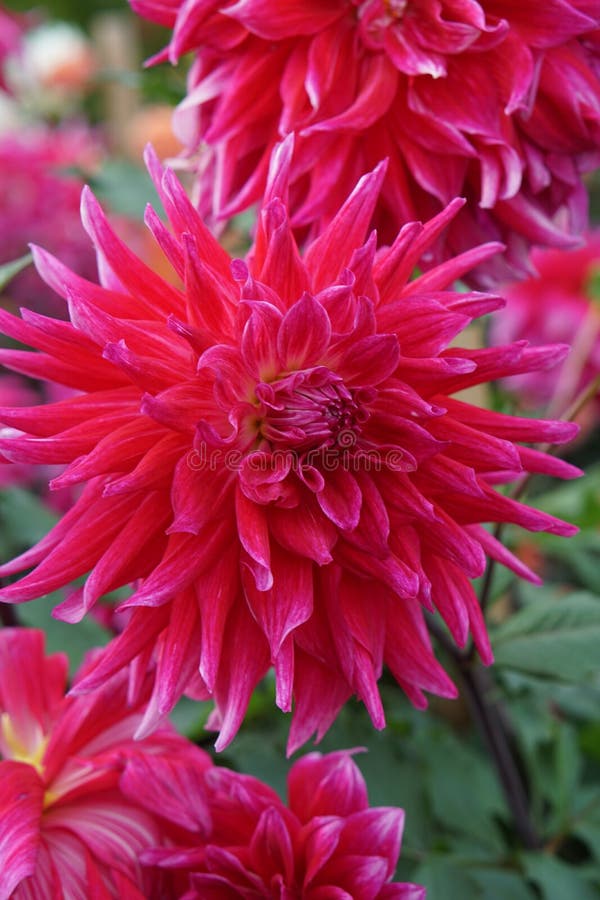 Dahlia δράκος βασίλισσα ροζ εντυπωσιακά άνθη στοκ φωτογραφία
