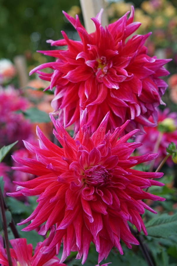 Dahlia δράκος βασίλισσα ροζ εντυπωσιακά άνθη στοκ εικόνες με δικαίωμα ελεύθερης χρήσης
