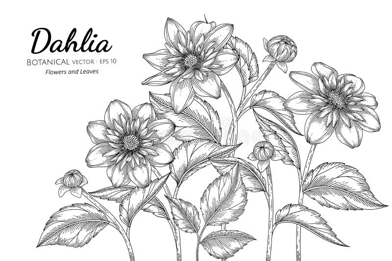Dahlia λουλούδι και φύλλο ζωγραφισμένο με το χέρι, με γραμμικό σχέδιο σε λευκό φόντο διανυσματική απεικόνιση