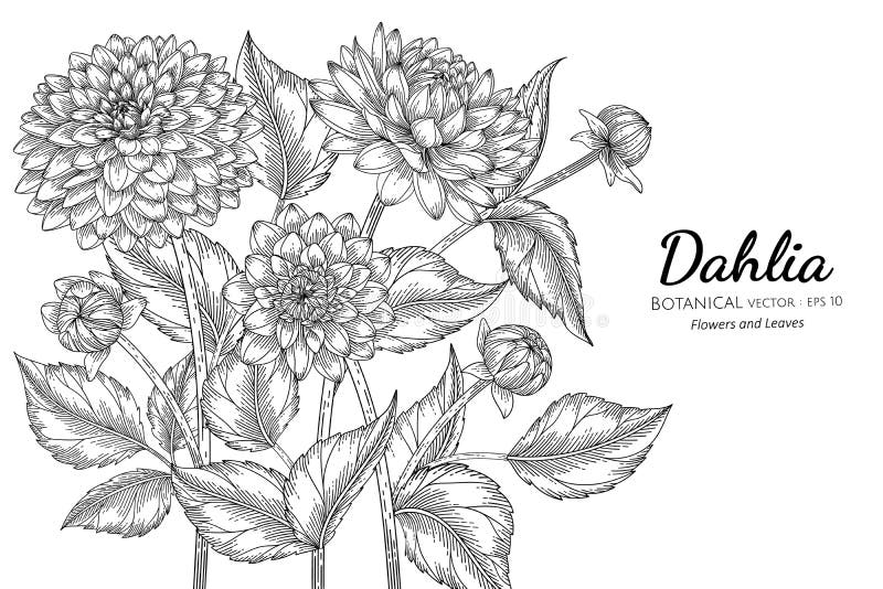 Dahlia λουλούδι και φύλλο ζωγραφισμένο με το χέρι, με γραμμικό σχέδιο σε λευκό φόντο απεικόνιση αποθεμάτων