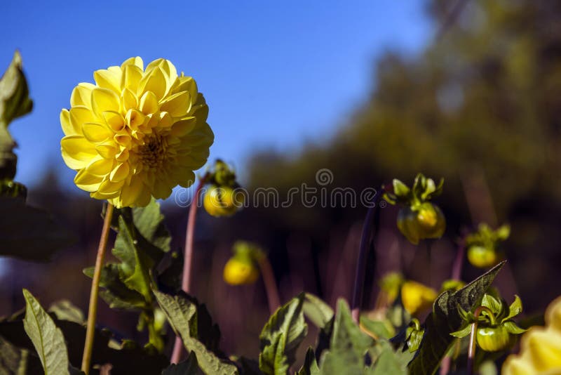 Dahliabloem op wild gebied wordt gekweekt dat royalty-vrije stock foto's Dahliabloem op wild gebied wordt gekweekt dat royalty-vrije stock foto's