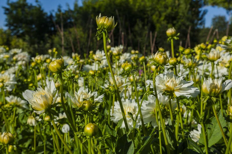 Dahliabloem op wild gebied wordt gekweekt dat royalty-vrije stock afbeelding Dahliabloem op wild gebied wordt gekweekt dat royalty-vrije stock afbeelding