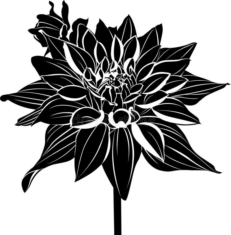 dahlias. Vintage elegant flowers vector illustration dahlias. Vintage elegant flowers vector illustration