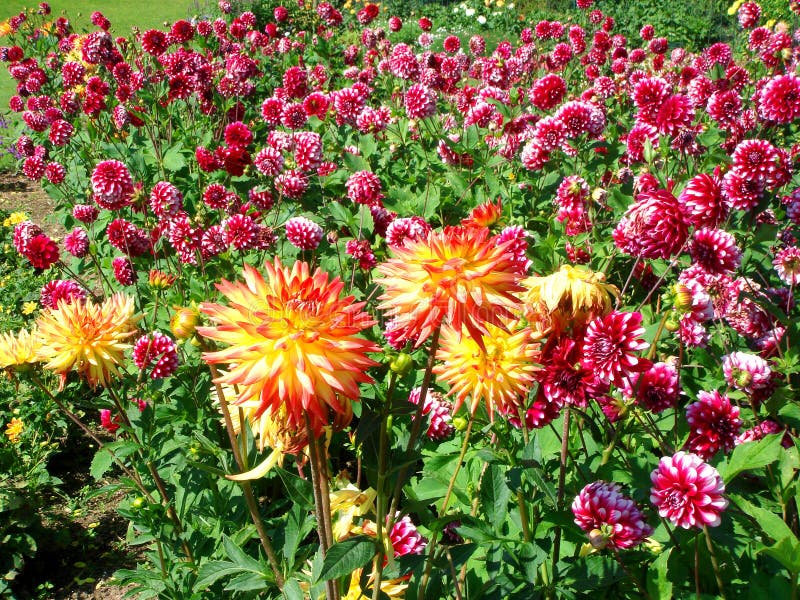 Gelbe Dahlien im Garten stockbild. Bild von schönheit 60336689