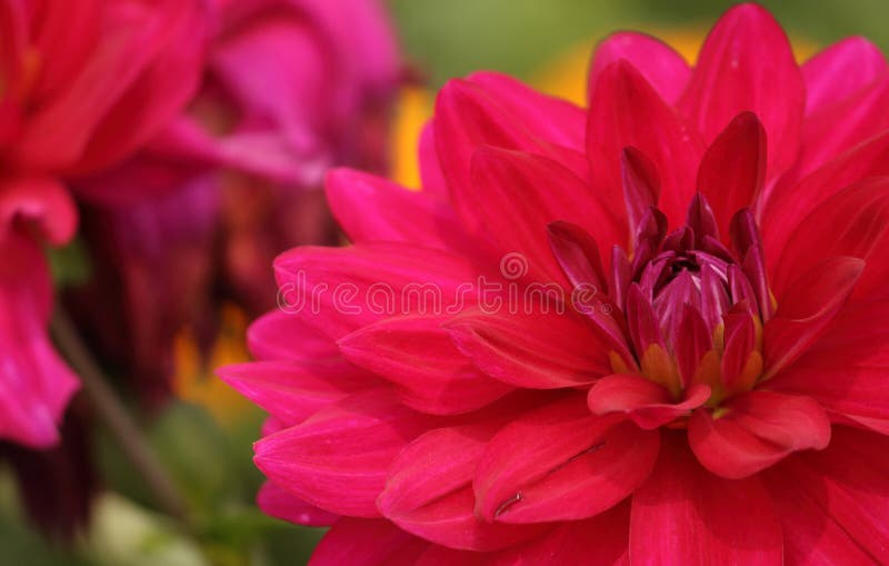 Dahlienblume in einem Garten lizenzfreie stockfotografie Dahlienblume in einem Garten lizenzfreie stockfotografie
