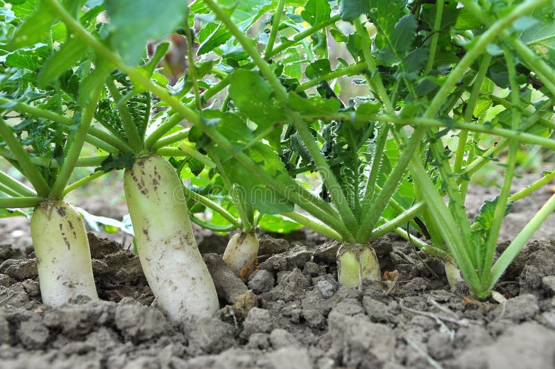 Daikon Radish Grows in Organic Open Ground Stock Image Image of