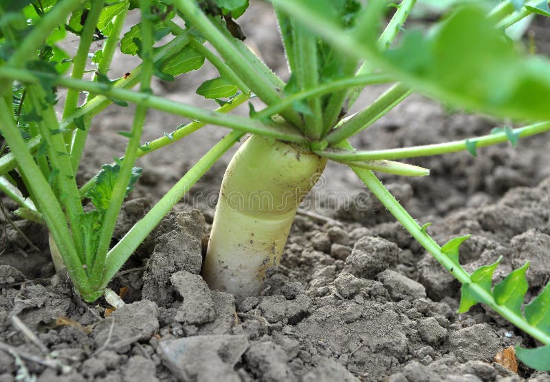Daikon Radish Grows in Organic Open Ground Stock Photo Image of fresh