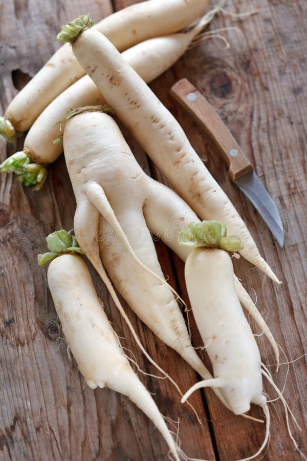 Daikon Rettich stockbild. Bild von blätter, salat, vegetarier - 23486219 Daikon Rettich stockbild. Bild von blätter, salat, vegetarier - 23486219