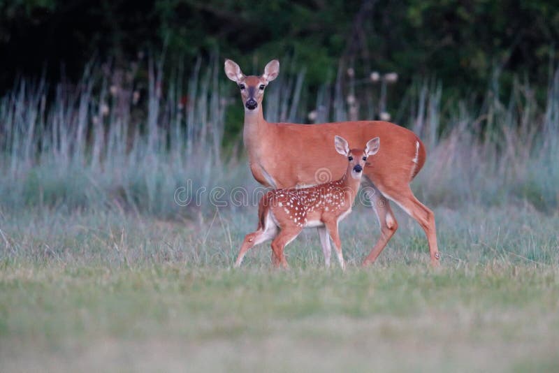 I took this photo just before sunrise. This fawn and doe were grazing at a field in North Holiday Park near Benbrook Lake. When I took the first shot, they heard my camera shutter. They both looked towards me and that is when I took this shot. I took this photo just before sunrise. This fawn and doe were grazing at a field in North Holiday Park near Benbrook Lake. When I took the first shot, they heard my camera shutter. They both looked towards me and that is when I took this shot.