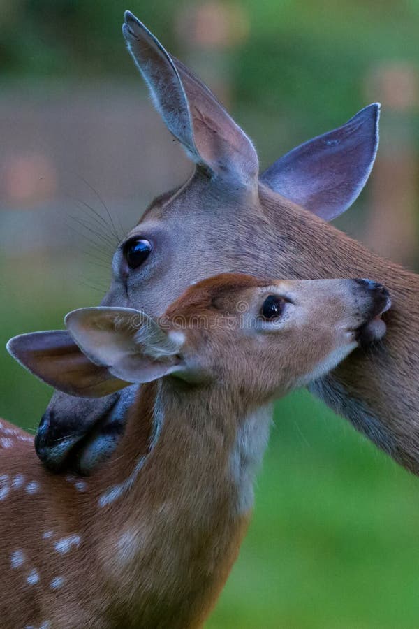 Doe and fawn, deer grooming each other in the early morning litght. Doe and fawn, deer grooming each other in the early morning litght