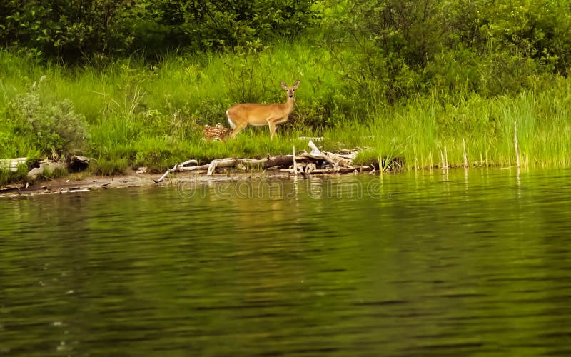 Doe and her fawn walking near the lakes edge. Doe and her fawn walking near the lakes edge.