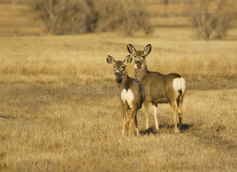 A mule deer doe standing in a grass field with her fawn in fall. A mule deer doe standing in a grass field with her fawn in fall