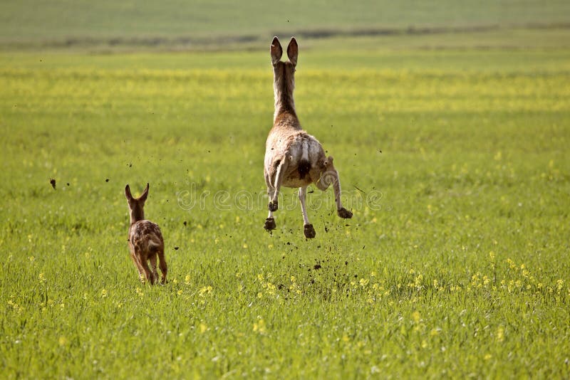 Mule Deer doe and fawn bounding through Saskatchewan field Canada. Mule Deer doe and fawn bounding through Saskatchewan field Canada