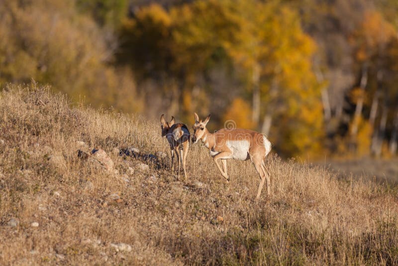 A pronghorn antelope doe and her fawn on the prairie. A pronghorn antelope doe and her fawn on the prairie