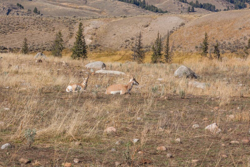 A pronghorn antelope doe and fawn bedded in early fall. A pronghorn antelope doe and fawn bedded in early fall