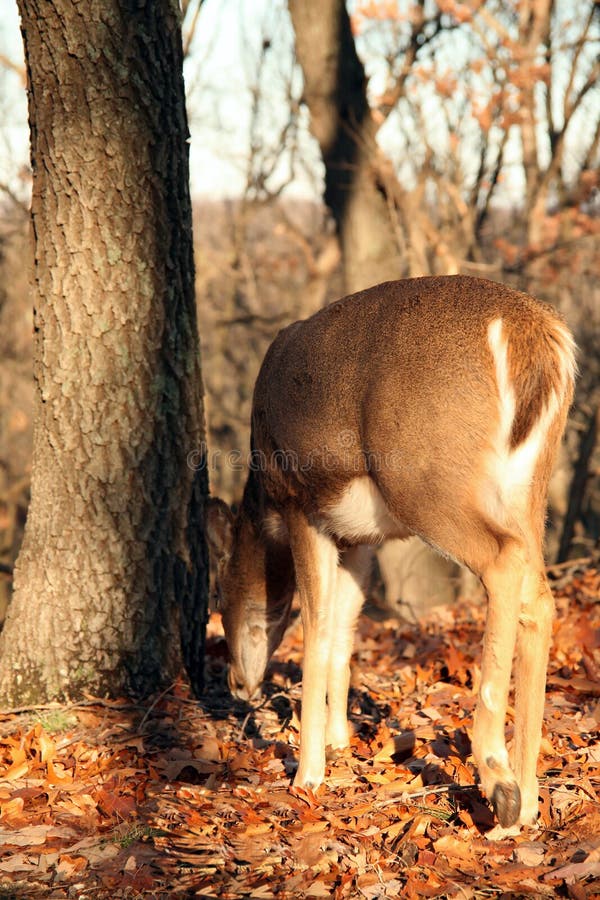 Daine alimentante de nature de cerfs communs de Whitetail photo libre de droits Daine alimentante de nature de cerfs communs de Whitetail photo libre de droits