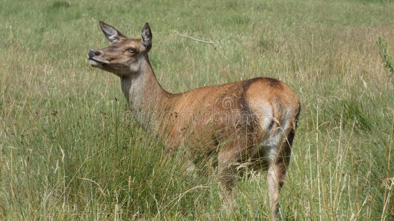 Daine de cerfs communs rouges un beau jour d'été en Angleterre images libres de droits Daine de cerfs communs rouges un beau jour d'été en Angleterre images libres de droits