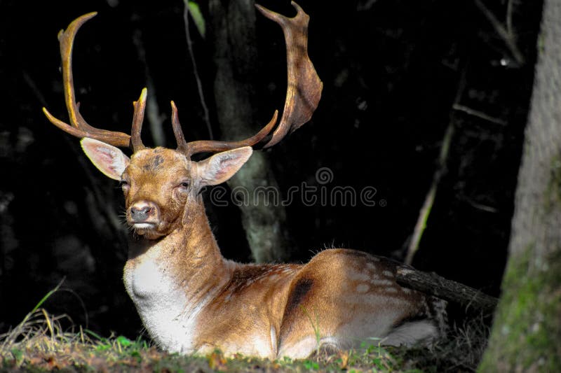 Cervo maschio adulto fotografia stock libera da diritti