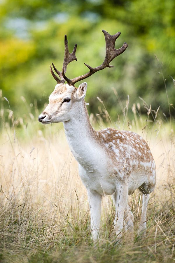 Daini maschii nella foresta fotografia stock libera da diritti